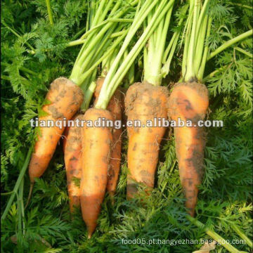 China carrot para venda